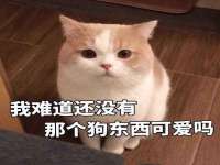 石家庄立策信息科技有限公司