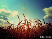 石家庄立策信息科技有限公司