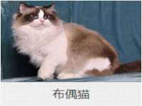 石家庄立策信息科技有限公司