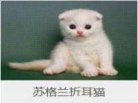 石家庄立策信息科技有限公司