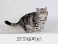 石家庄立策信息科技有限公司