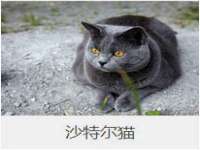 石家庄立策信息科技有限公司