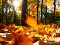 石家庄立策信息科技有限公司