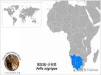 石家庄立策信息科技有限公司