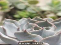 石家庄立策信息科技有限公司