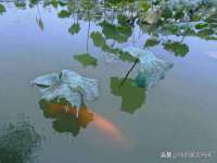 石家庄立策信息科技有限公司