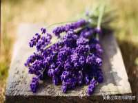 石家庄立策信息科技有限公司